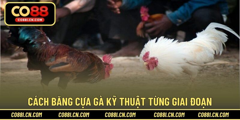 Cách Băng Cựa Gà – Hướng Dẫn Thực Hiện Đúng Kỹ Thuật - silox