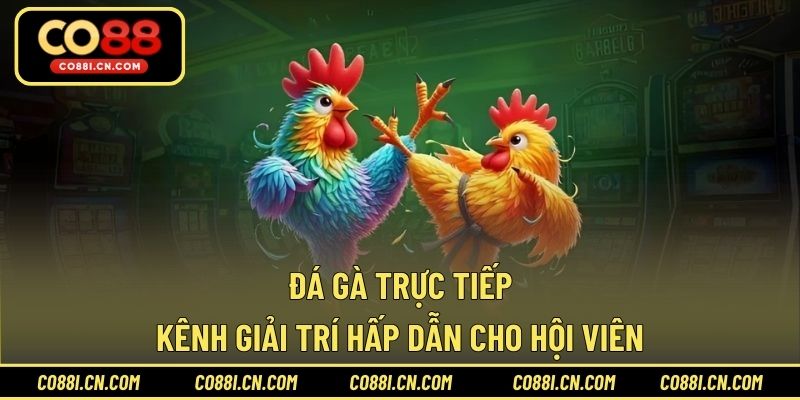Đá Gà Trực Tiếp - Kênh Giải Trí Hấp Dẫn Cho Hội Viên - silox