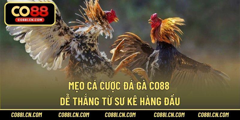 Đá Gà CO88 – Sảnh Cược Chơi Hấp Dẫn Hàng Đầu Năm 2026 - silox