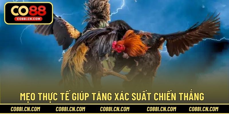 Chơi Cá Cược Đá Gà - Bí Quyết Thắng Lớn Dễ Dàng Tại CO88 - silox