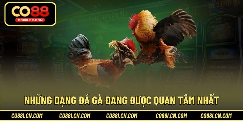 Đá Gà Trực Tiếp - Kênh Giải Trí Hấp Dẫn Cho Hội Viên - silox