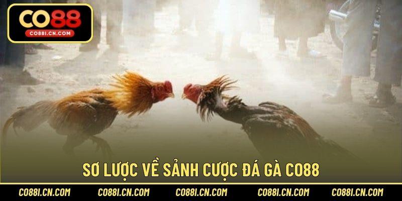 Đá Gà CO88 – Sảnh Cược Chơi Hấp Dẫn Hàng Đầu Năm 2026 - silox