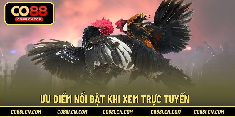 Đá Gà Trực Tiếp - Kênh Giải Trí Hấp Dẫn Cho Hội Viên - silox