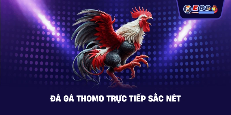 Đá gà Thomo – Trải nghiệm xem trực tiếp hấp dẫn 2026 - silox